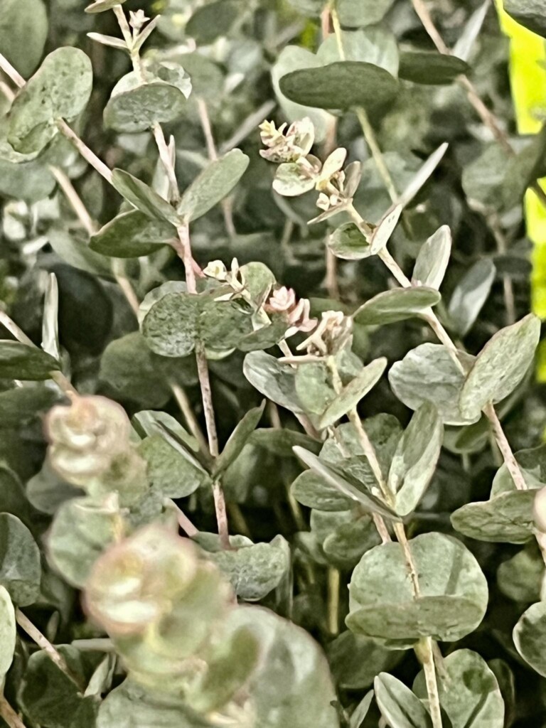 eucalyptus-azura-resistente-alle-gelate.jpg