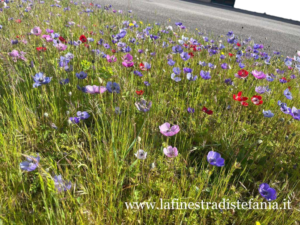 quando-fioriscono-gli-anemoni.jpg
