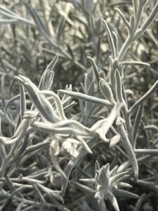 pianta-grigio-bianca-da-mettere-in-giardino.jpg