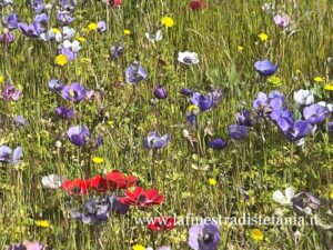 quando-si-piantano-gli-anemoni.jpg