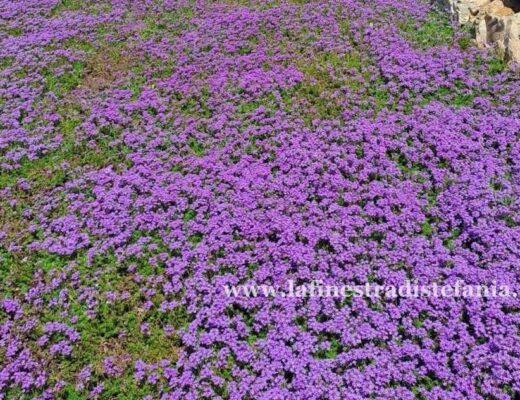 dove-comprare-la-verbena-tappezzante-in-Italia.jpg