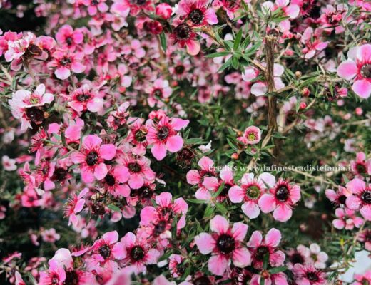 Fiori di Leptospermum scoparium (Manuka) in piena fioritura, pianta ornamentale