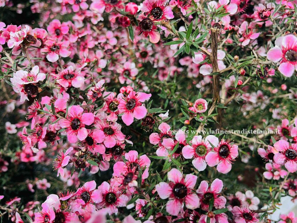 Fiori di Leptospermum scoparium (Manuka) in piena fioritura, pianta ornamentale