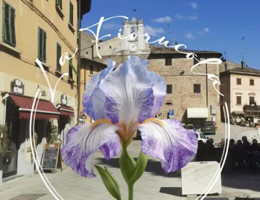 Primo piano di un iris viola, simbolo dell'evento La Fiorucola a Gambassi Terme, con fiori primaverili sullo sfondo.