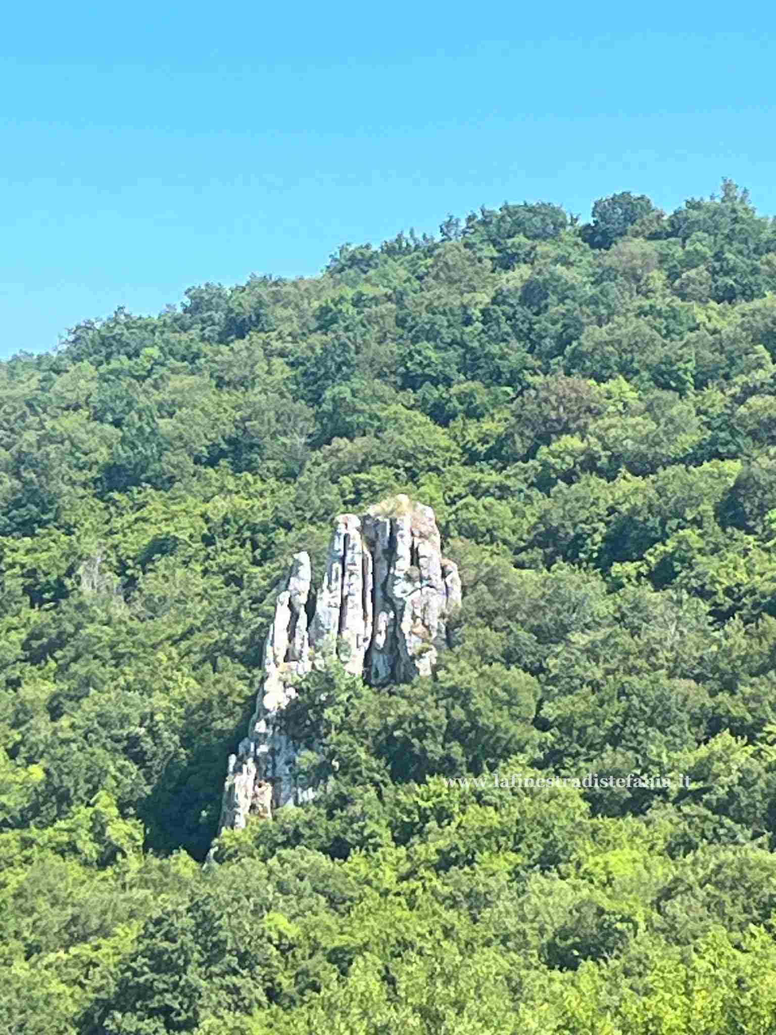 Barbalbero che spunta dalla foresta